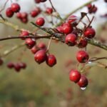 Close-up image of red berries hanging on bare branches, with water droplets.